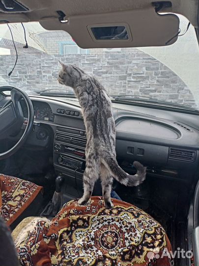 Шотландский страйт кот вязка