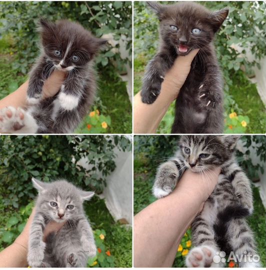 Котятки в добрые руки