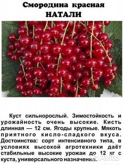 Саженцы смородины :Экзотика, Ядреная, Лентяй и др