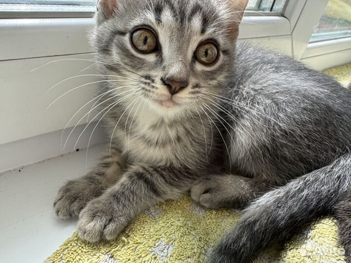 Отдаем котят в добрые руки