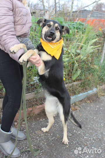 Молодая собака стала не нужной