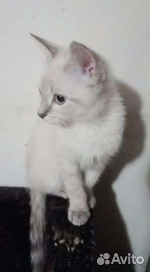 Девочка сиамка