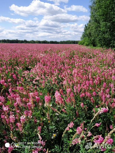 Эспарцет семена