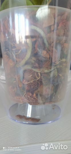 Орхидея Мини Марк