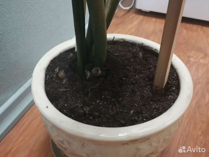 Замиокулькас