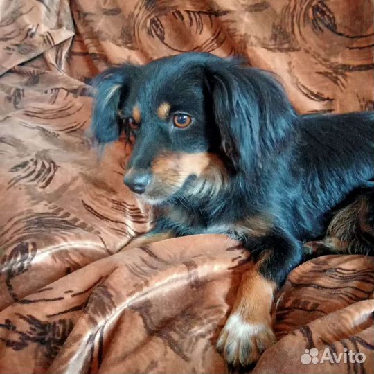 Джулька, маленькая собачка, 3 года