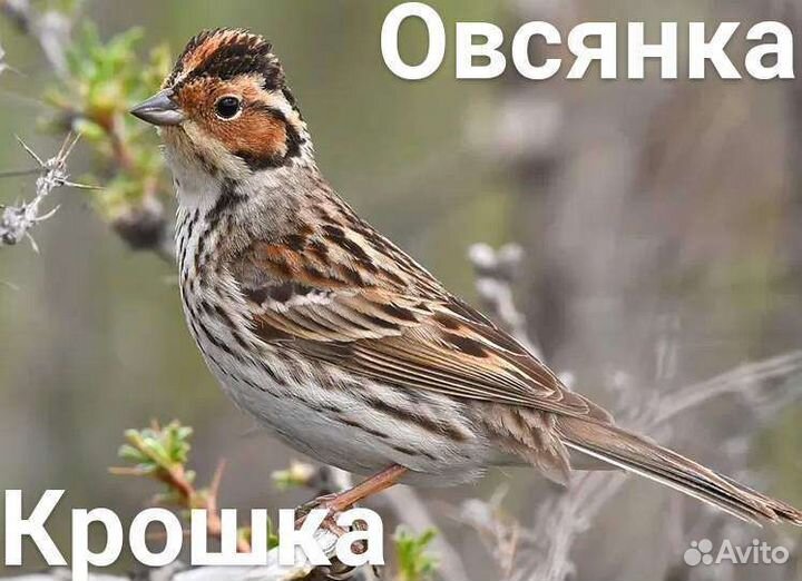 Певчие птицы Сибири и Урала