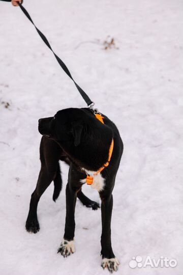 Собака в добрые руки отдам бесплатно