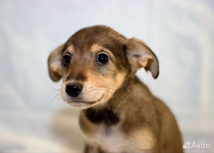 Фиби (девочка) очень хочет попасть в добрые ручки