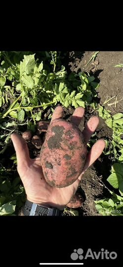 Продам картофель