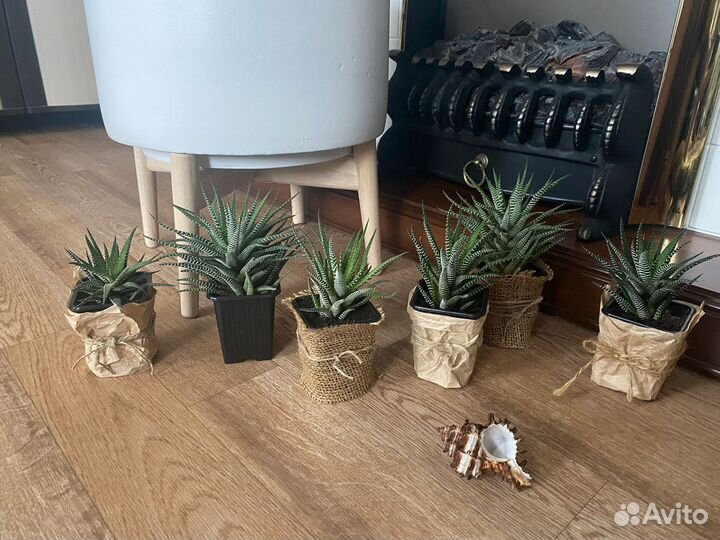 Суккуленты хавортия