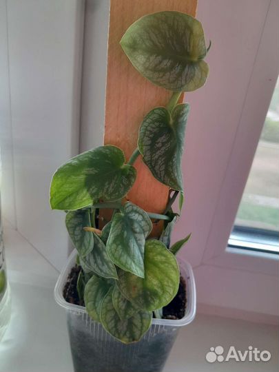 Монстера дубиа