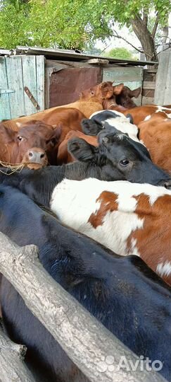 Бычки сименталы абердины