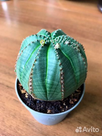 Молочай, эуфорбия обеса (euphorbia оbesa)