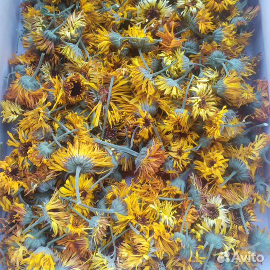 Антипаразитарный сбор - полынь, пижма, календула