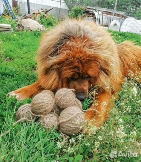 Пряду собачью шерсть и вяжу из неё