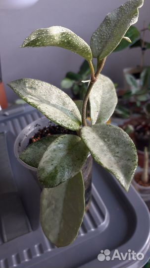 Красивые хойи