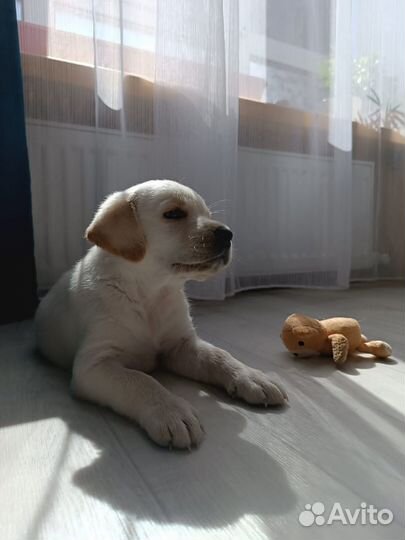 Щенки лабрадора