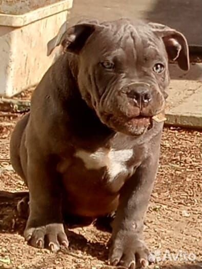 Элитные щенки американского були