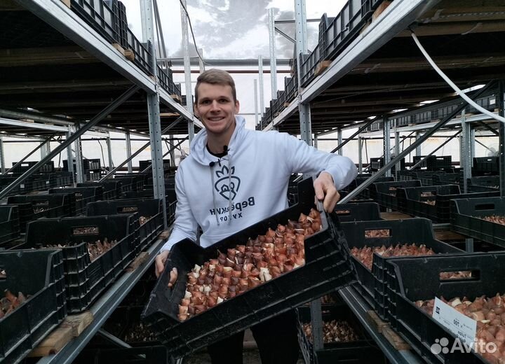 Луковицы тюльпанов