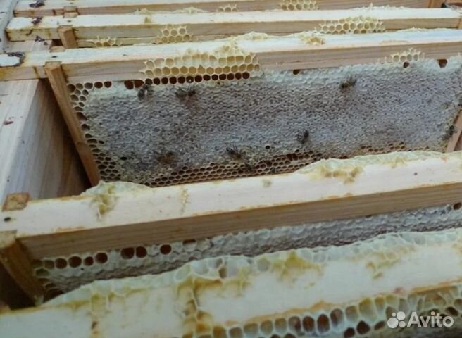 Мёд 2024 года из Алтая опт