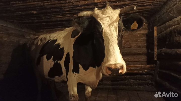 Корова дойная