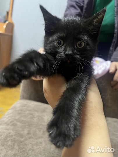 Сибирские котята