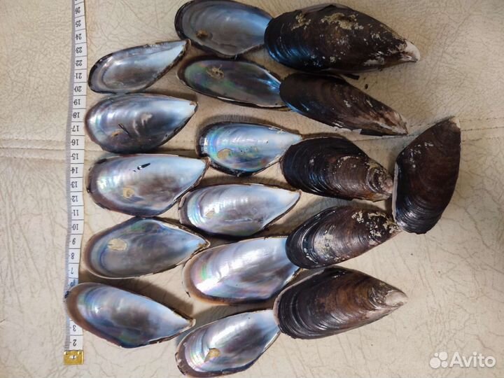 Раковины мидий