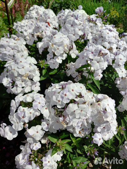 Многолетние садовые цветы