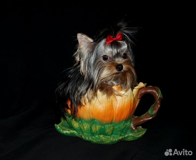 Шедевральная крошечная девочка йорк