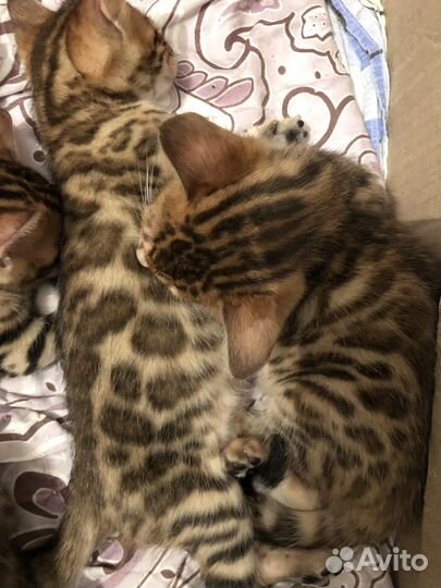 Бенгальская