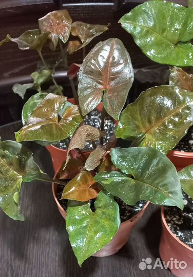 Шоколадный Сингониум Арон Браун (Брокант)