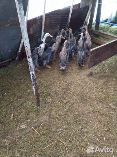 Селезни индийский бегунок