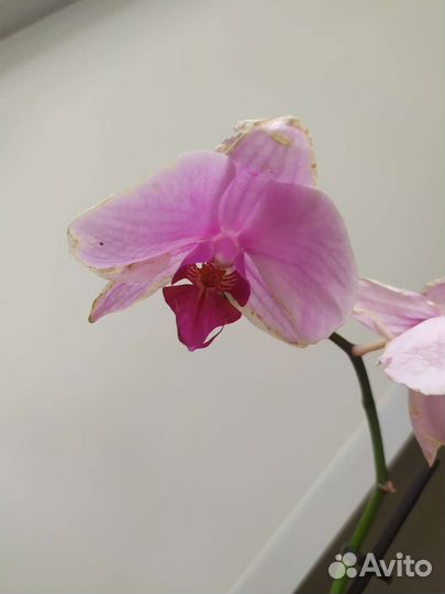 Орхидея