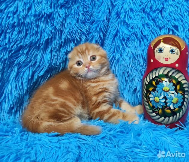 Яркая Красотка
