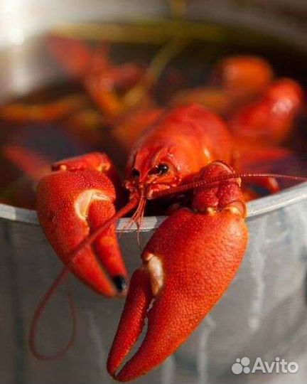 Живые и Вареные раки