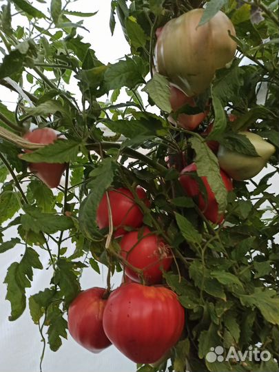 Сорт - супер