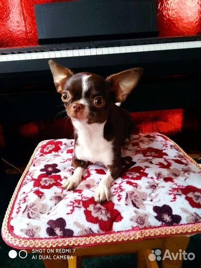 Чихуахуа супер мини девочка РКФ