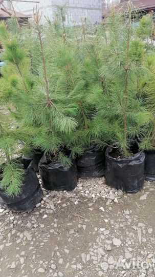 Кедры - 11 лет