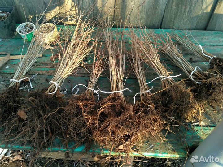 Боярышник саженцы