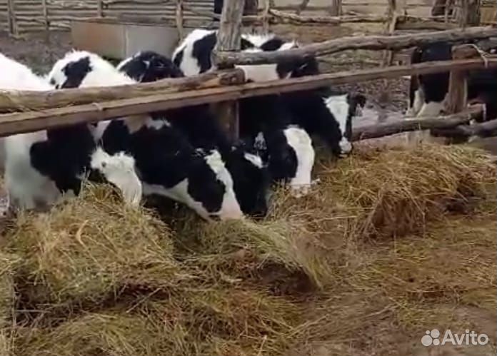 Свини. Крс (коров быков тёлок) 170- + свинина