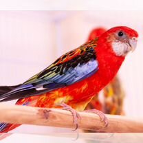 BDSM танысу тақтасы