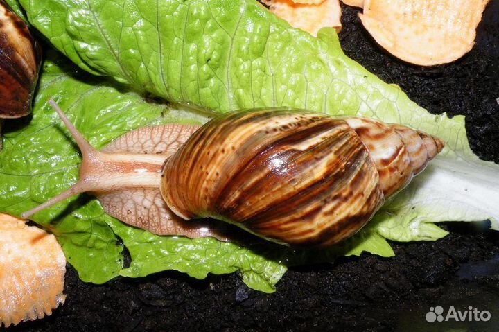 Улитки ахатины
