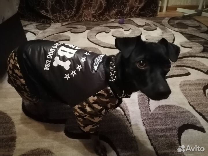 Случка собак