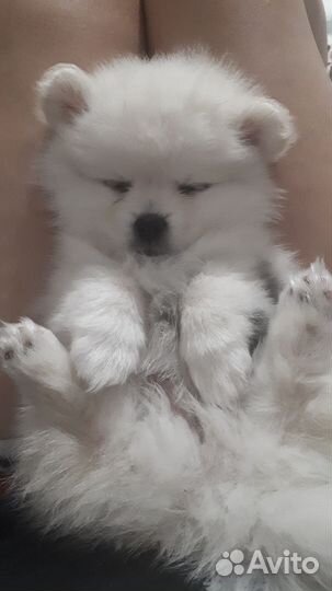 Щенки шпица