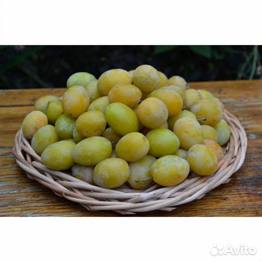 Слива желтая