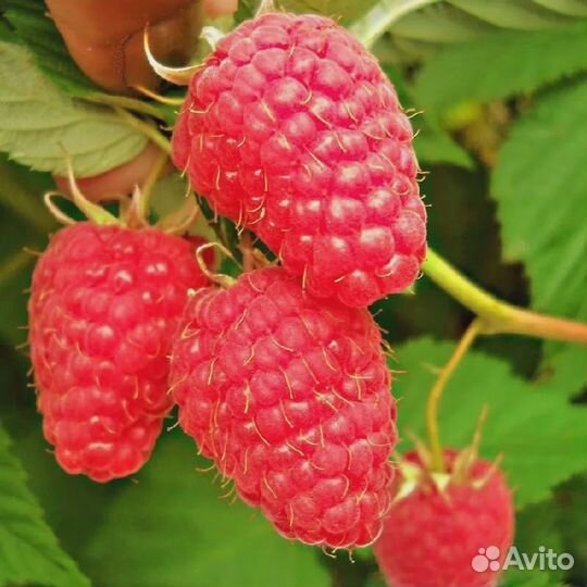 Саженцы красной малины