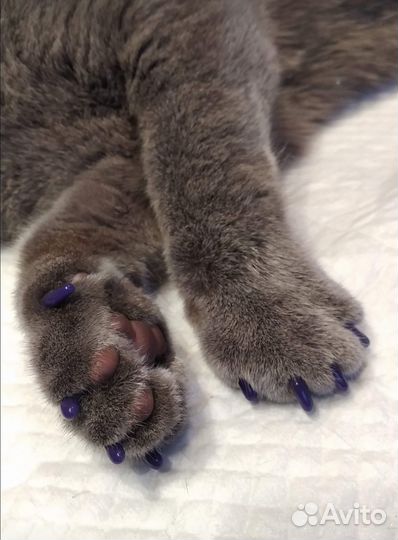 Кастрация кота на дому