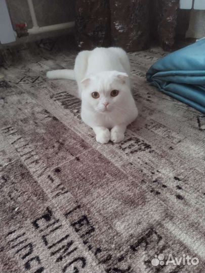 Шотландский кот вязка