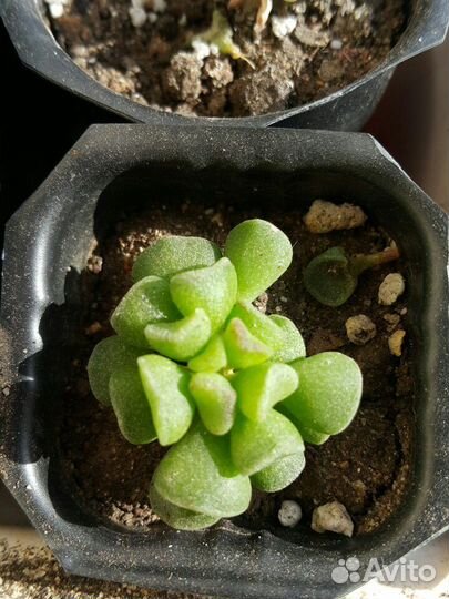 Суккуленты разные